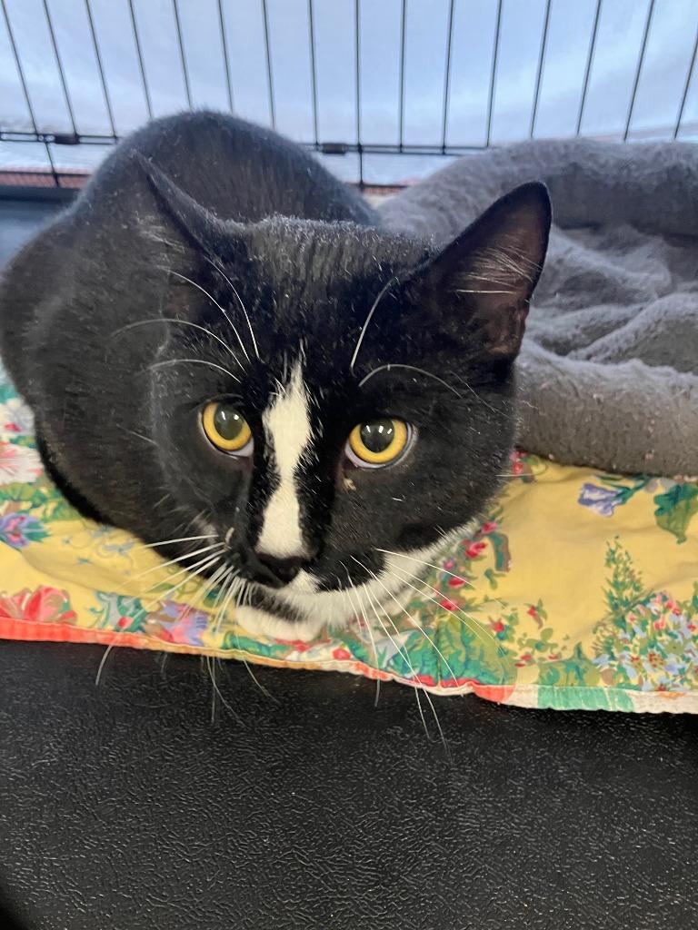 Enlarge Jingles, a Adoptable mixed breed in Lunenburg, MA image 1/1