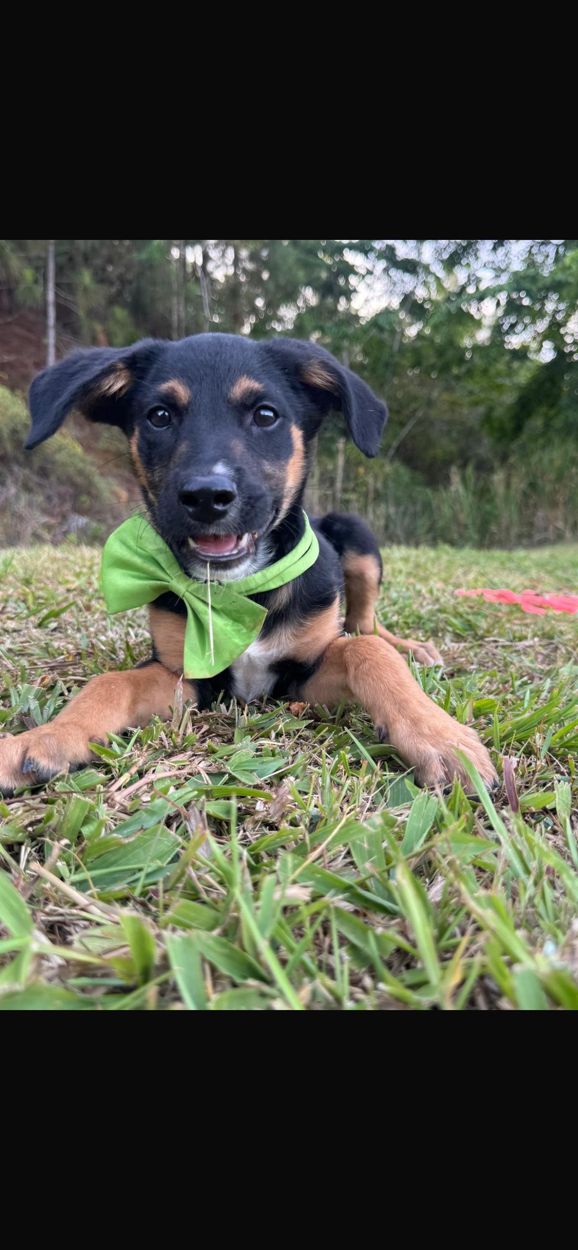 Caillou, an adopted mixed breed in Virginia Beach, VA image 2/4