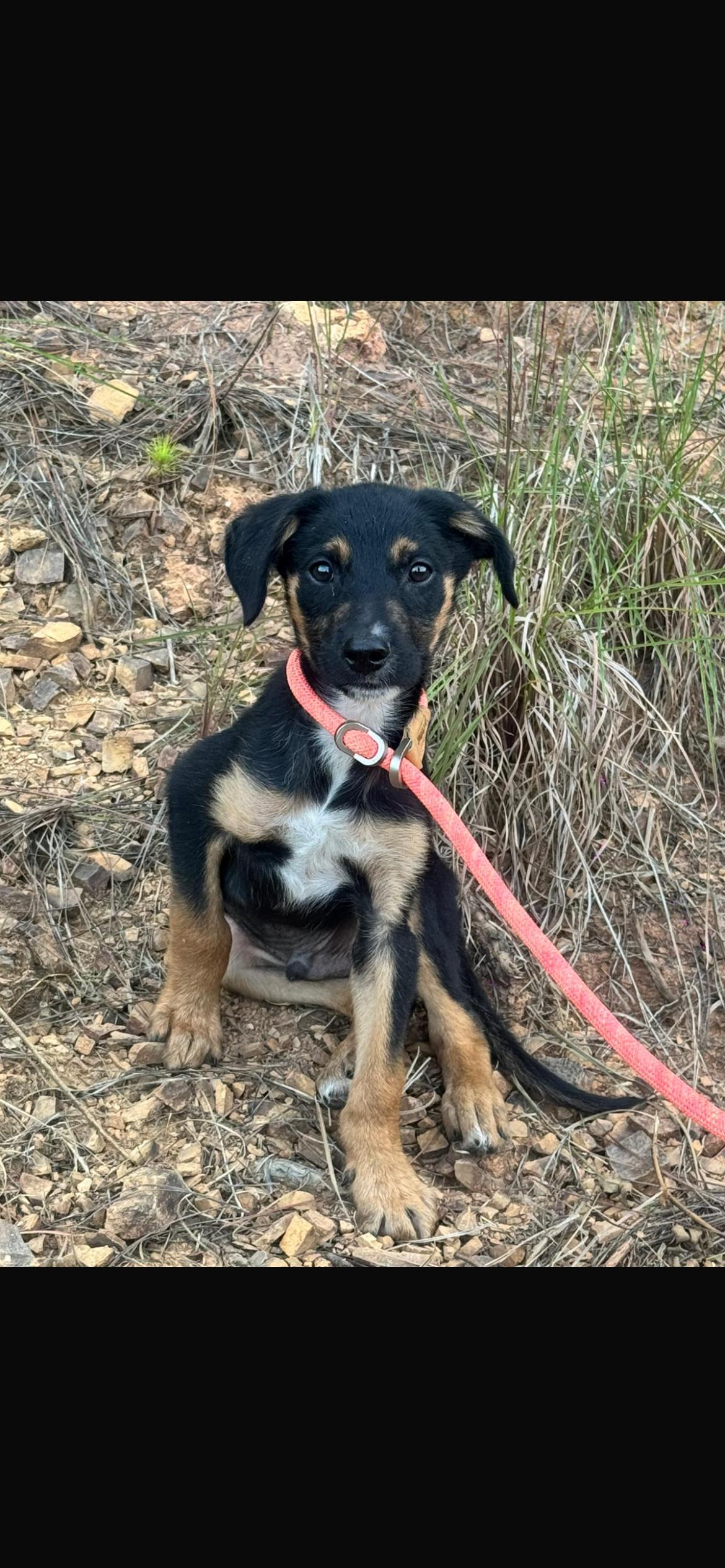 Caillou, an adopted mixed breed in Virginia Beach, VA image 4/4