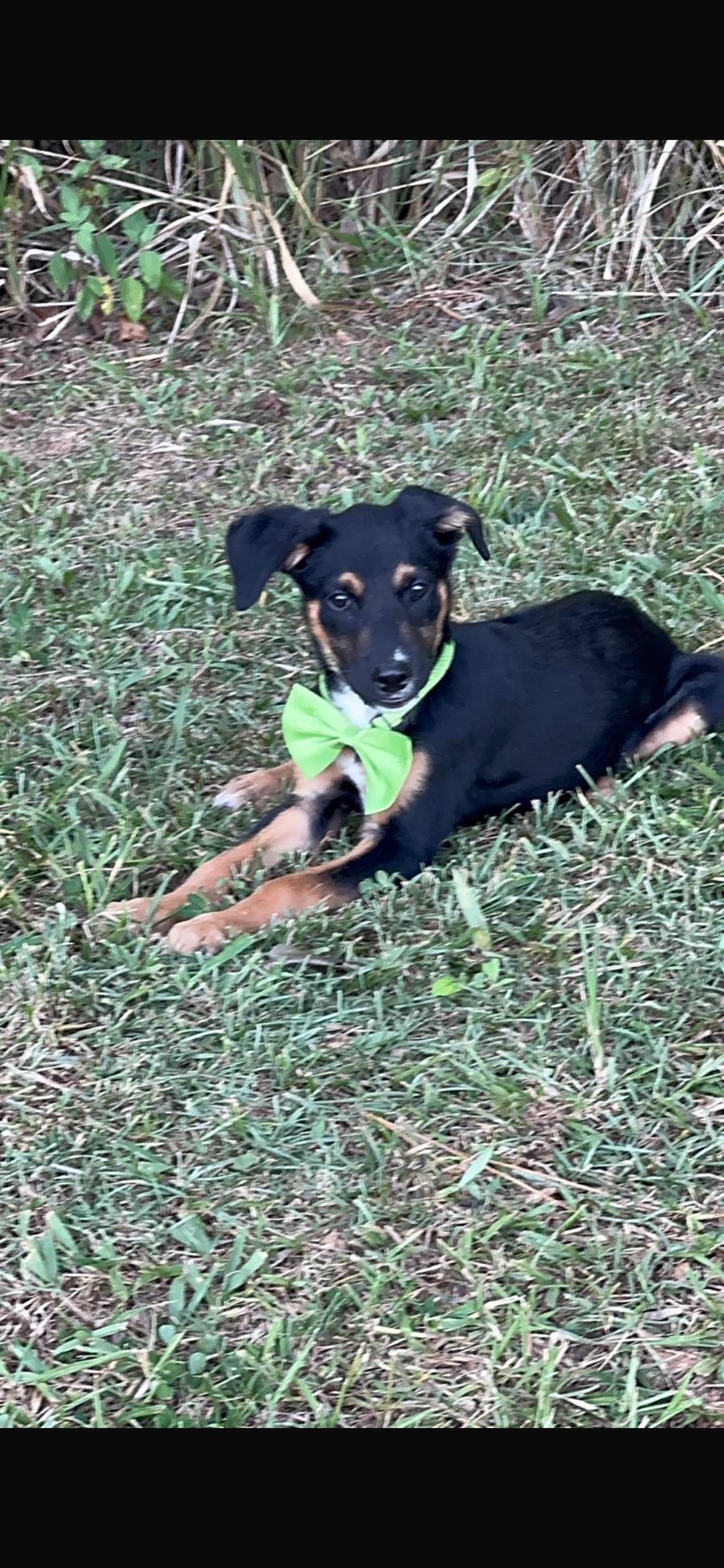 Caillou, an adopted mixed breed in Virginia Beach, VA image 1/4
