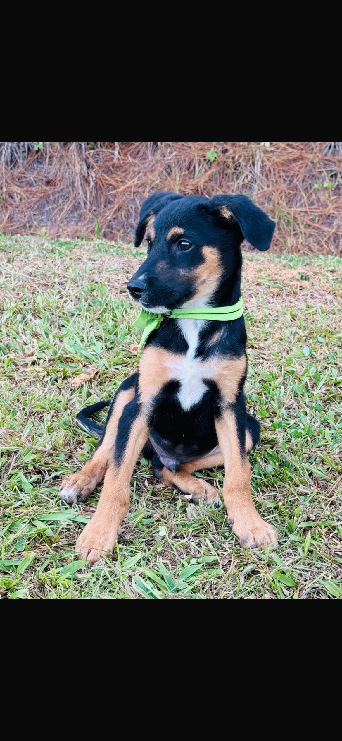 Caillou, an adopted mixed breed in Virginia Beach, VA image 3/4