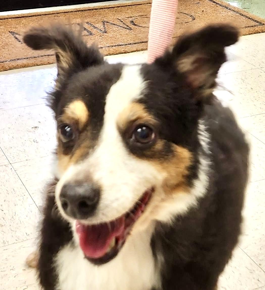 Dash, an adopted Australian Shepherd in Ladson, SC image 1/3