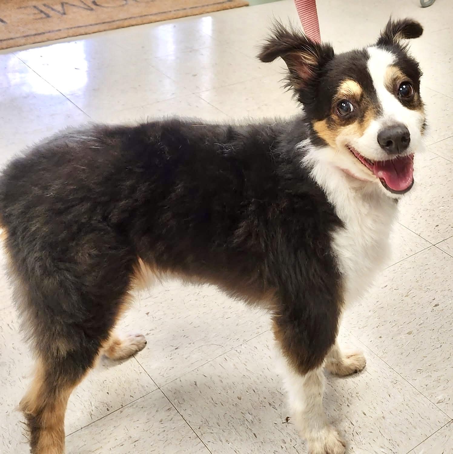 Dash, an adopted Australian Shepherd in Ladson, SC image 3/3