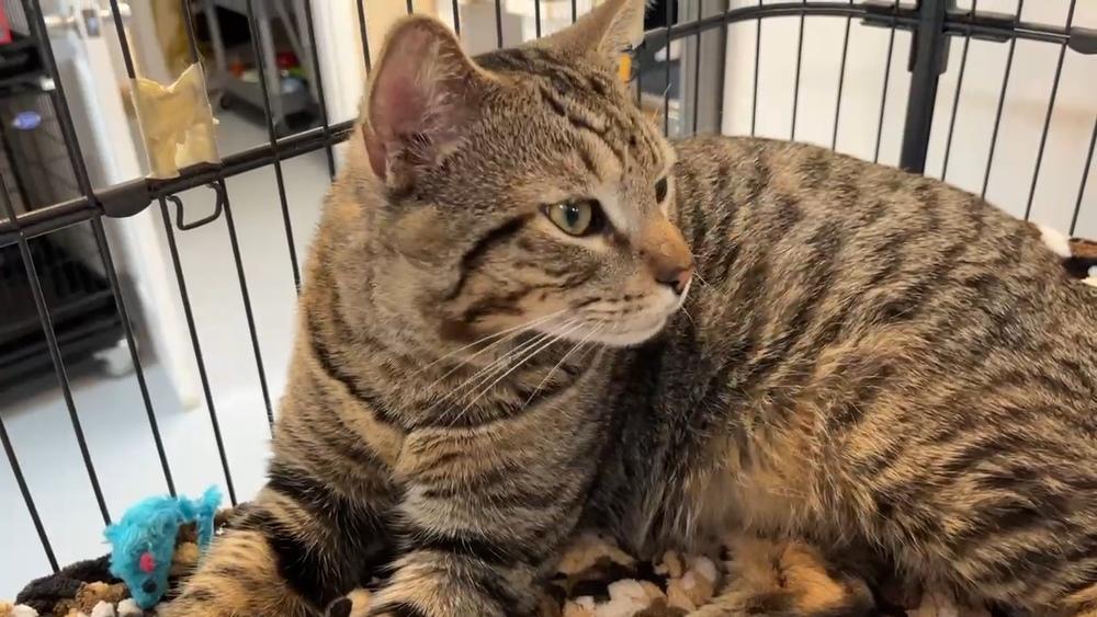 Big Mel, Adopted, Adult Male Domestic Short Hair.