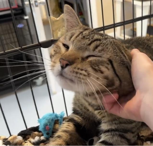 Enlarge Big Mel, a Adopted mixed breed in Southbury, CT image 2/2