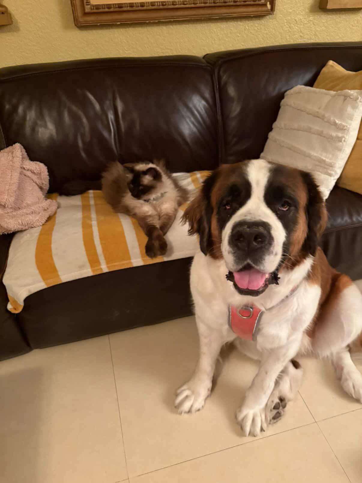 Enlarge Brooklyn, a ADOPTABLE Saint Bernard in North Miami, FL image 2/3