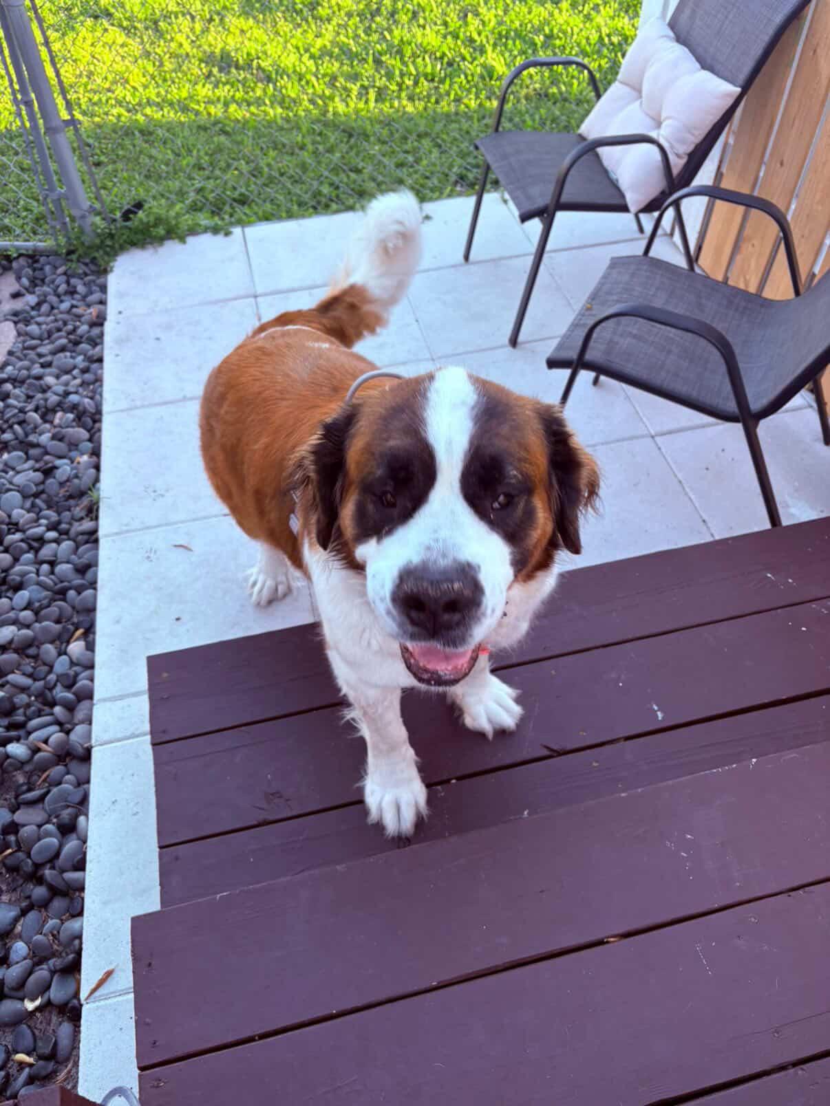 Enlarge Brooklyn, a ADOPTABLE Saint Bernard in North Miami, FL image 3/3