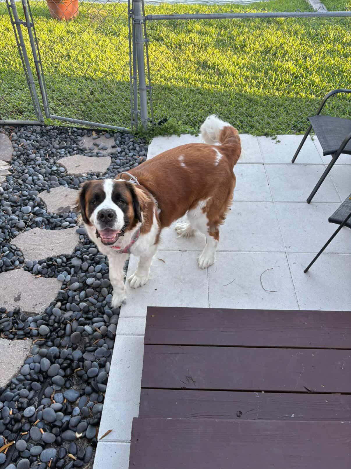 Brooklyn, ADOPTABLE, Adult Female Saint Bernard.
