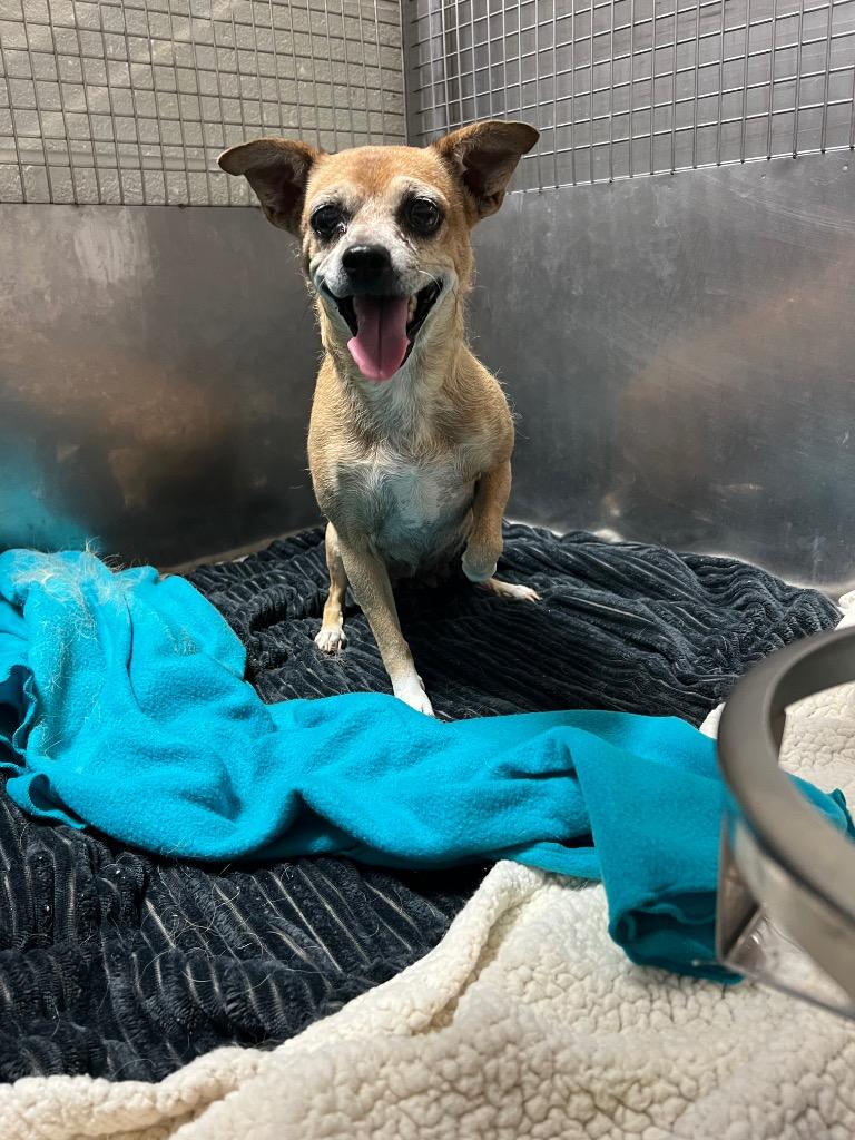Verna, Adoptable, Adult Female Chihuahua.