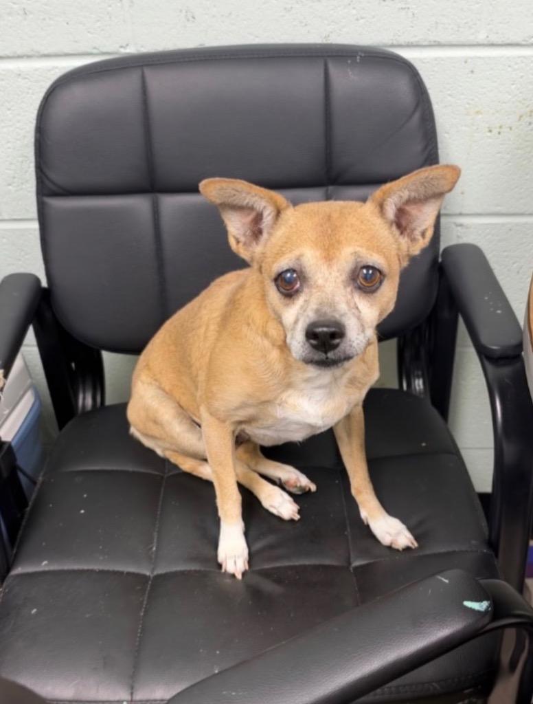 Enlarge Verna, a Adoptable Chihuahua in Chickamauga , GA image 2/3