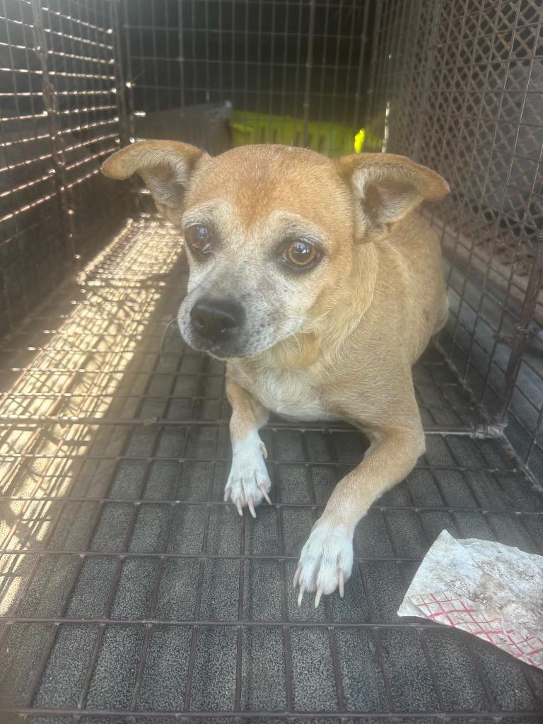 Enlarge Verna, a Adoptable Chihuahua in Chickamauga , GA image 3/3