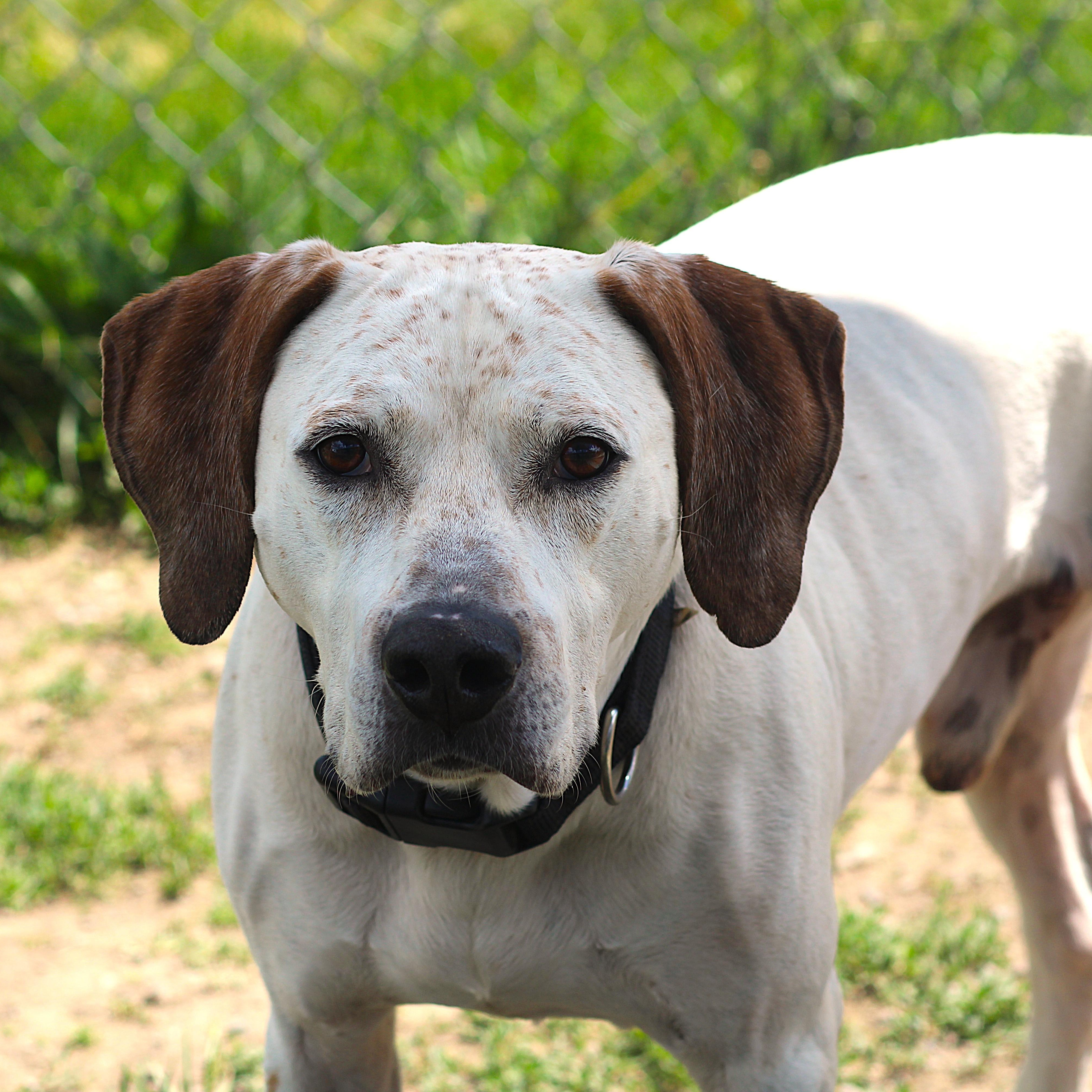 Ranger, a Adoptable Mixed Breed in Cooperstown, NY image 2/3