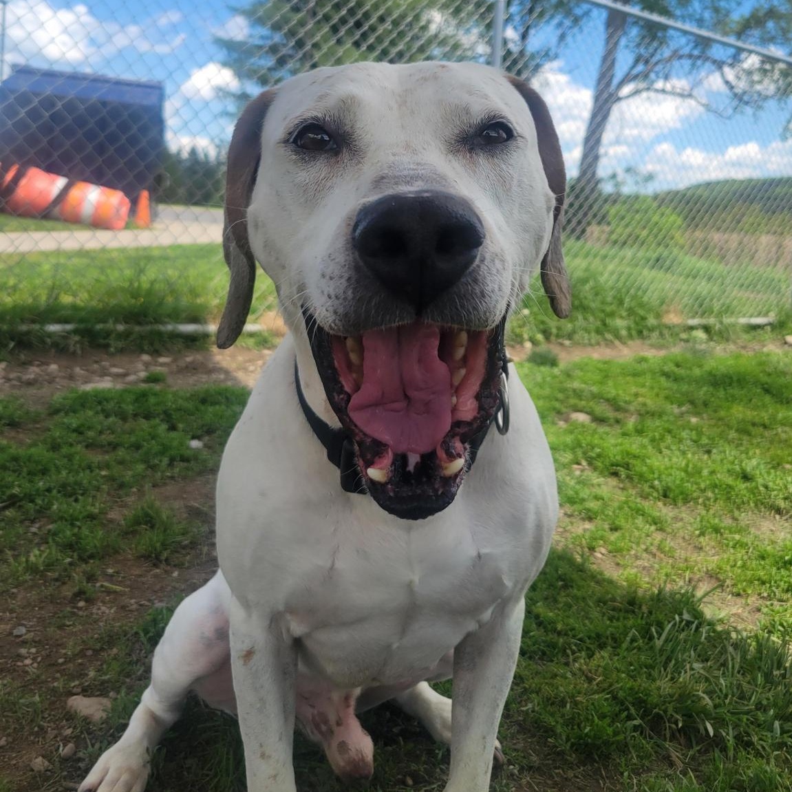 Ranger, a Adoptable Mixed Breed in Cooperstown, NY image 3/3