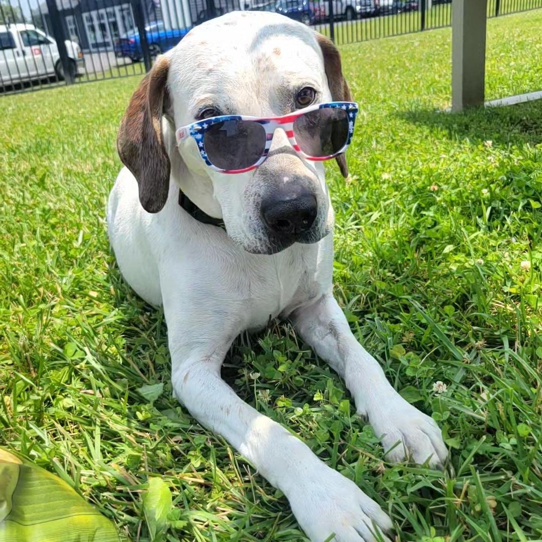 Ranger, a Adoptable Mixed Breed in Cooperstown, NY image 1/3