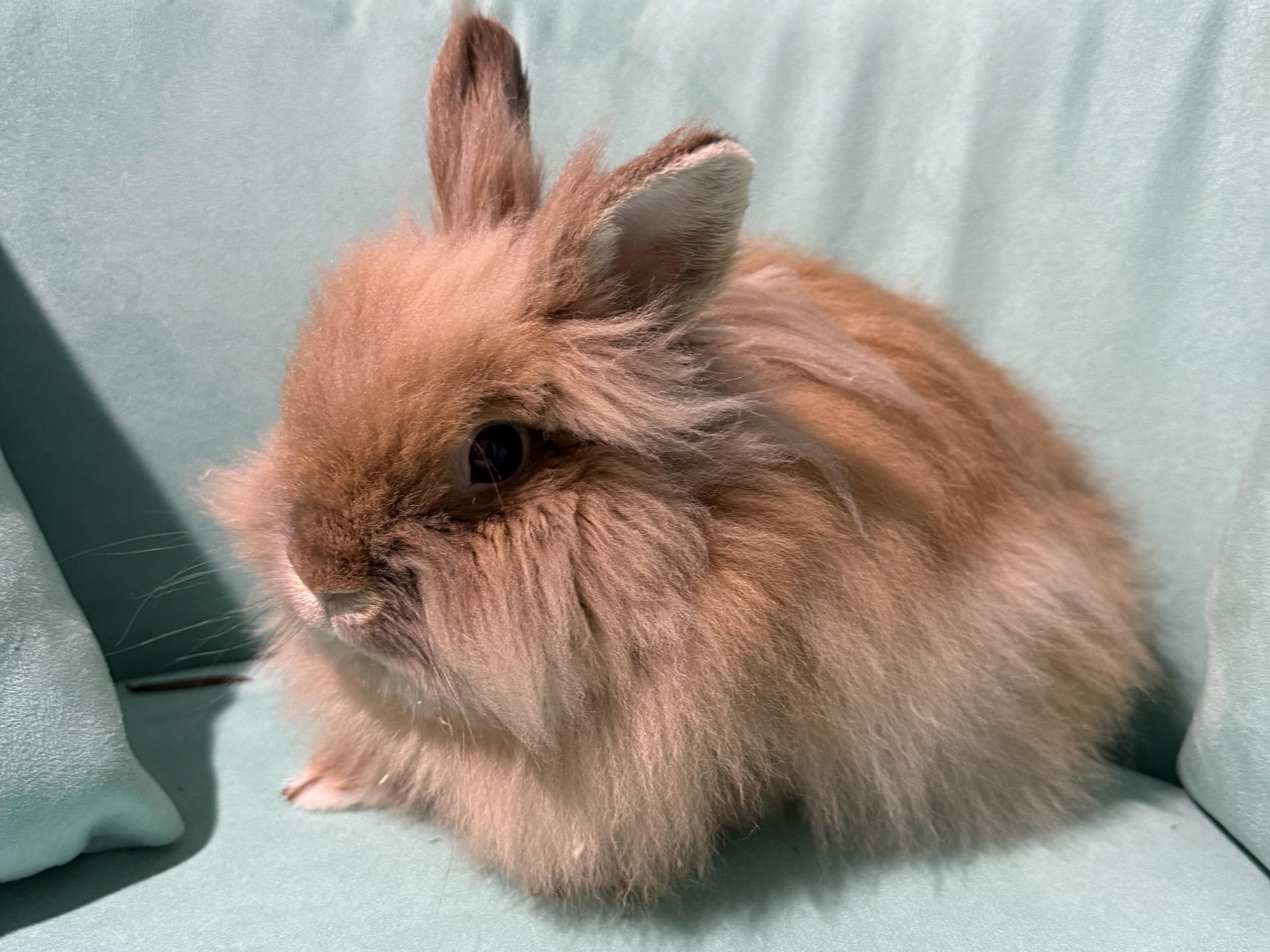 Jack, adopted, Adult Male Angora Rabbit.