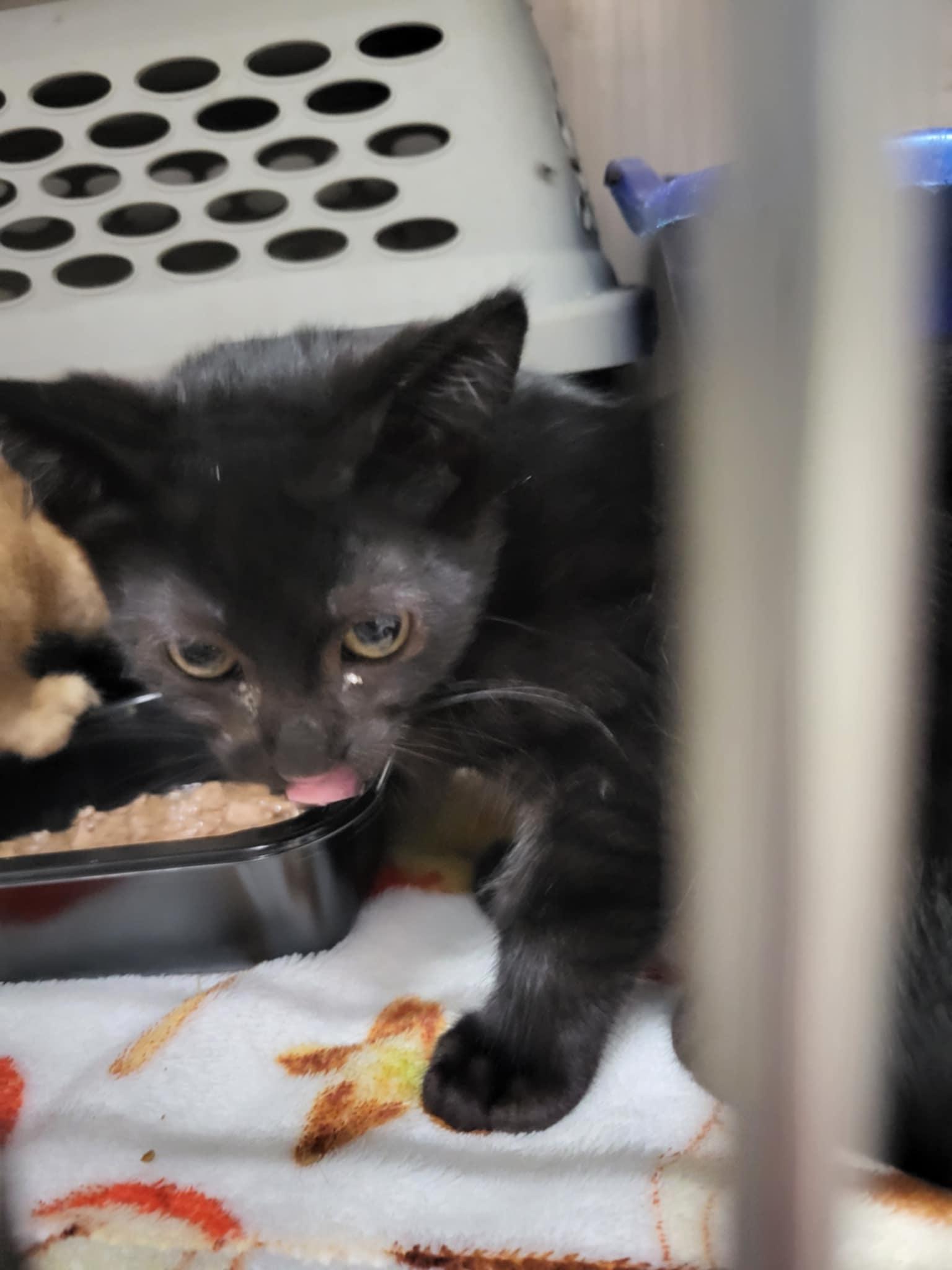 Rita Kitten-Truman, a Adopted Domestic Short Hair in Detroit Lakes, MN image 1/3