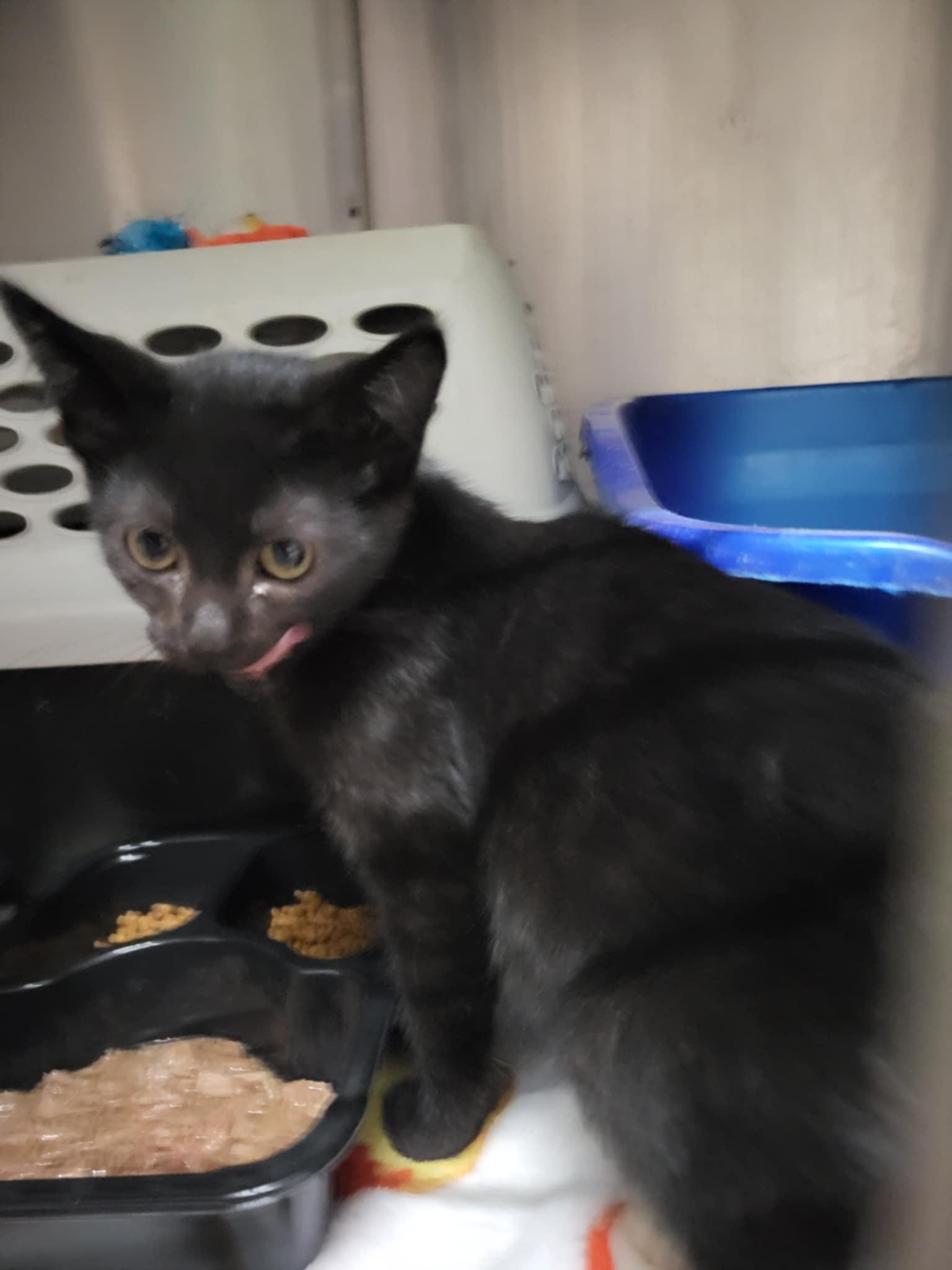 Rita Kitten-Truman, a Adopted Domestic Short Hair in Detroit Lakes, MN image 3/3