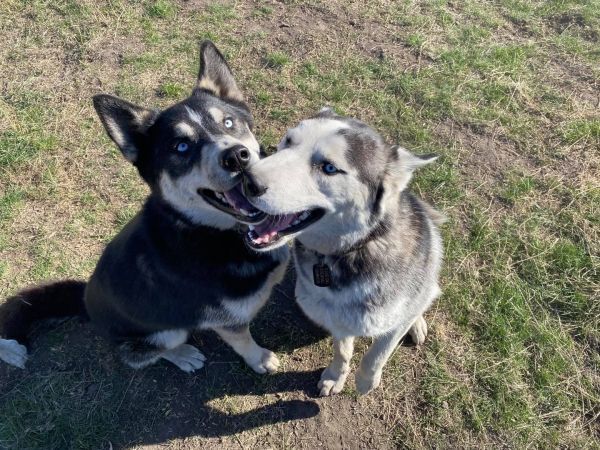 Dakota **READ ENTIRE DESCRIPTION**, a Adoptable Husky in Spokane, WA image 1/13