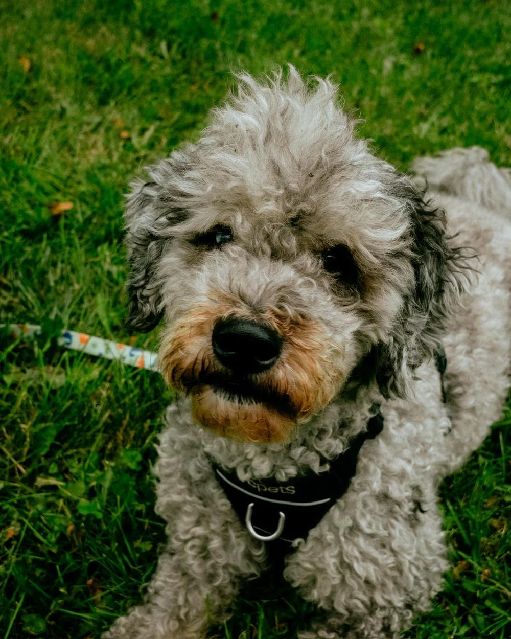 Enlarge Mochi, a ADOPTABLE mixed breed in laval, QC image 1/4