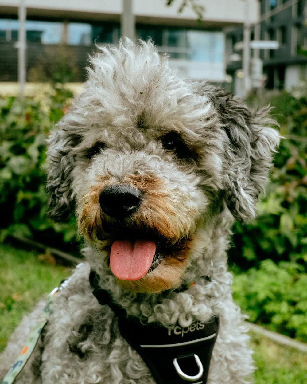 Enlarge Mochi, a ADOPTABLE mixed breed in laval, QC image 4/4