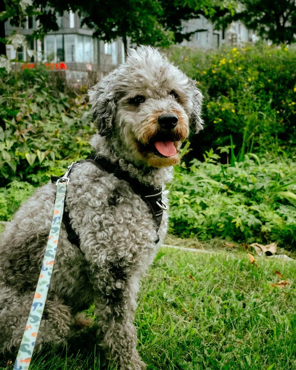 Enlarge Mochi, a ADOPTABLE mixed breed in laval, QC image 2/4