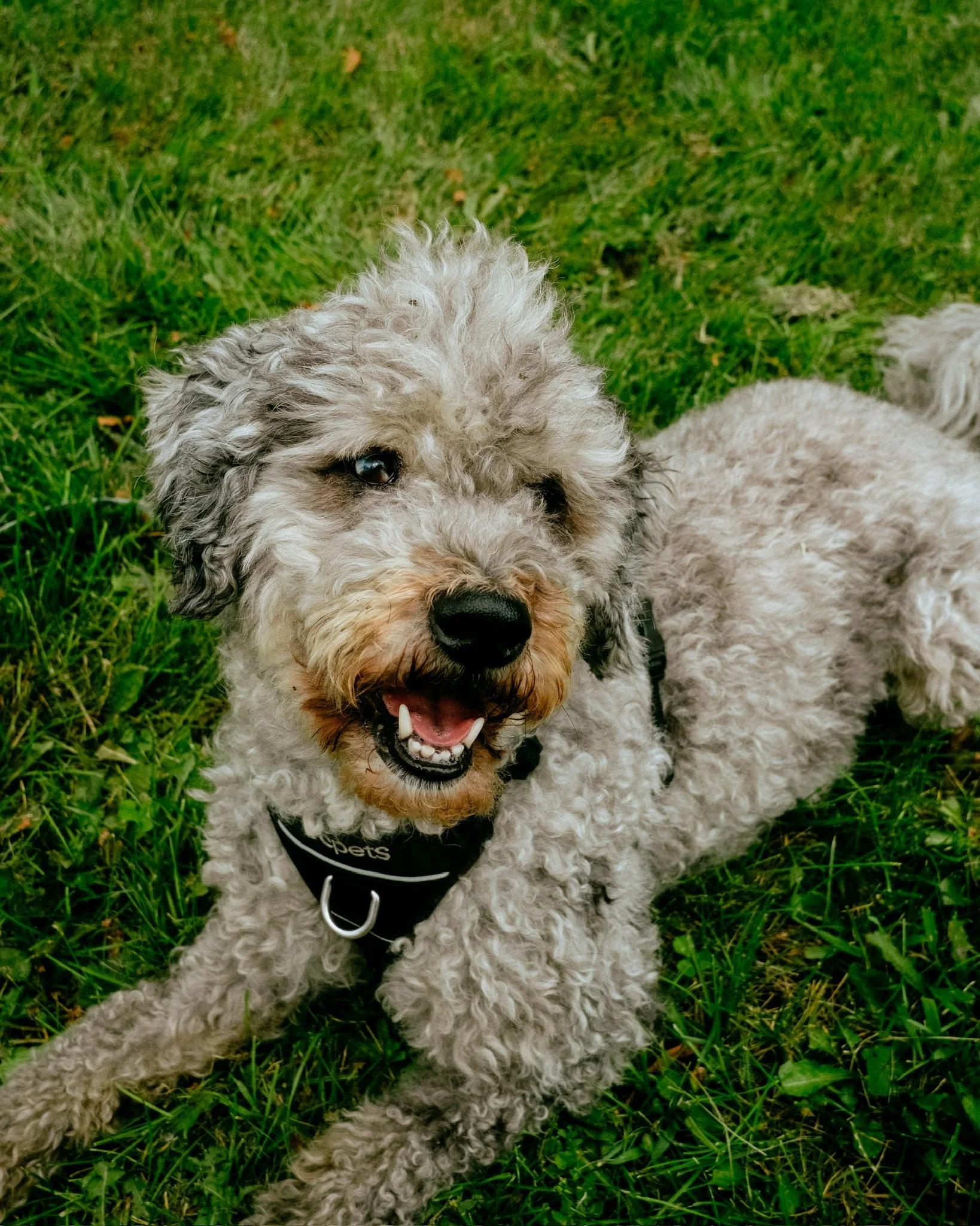 Enlarge Mochi, a ADOPTABLE mixed breed in laval, QC image 3/4