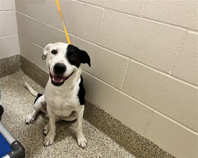 Enlarge FISH, a Adoptable mixed breed in Colorado Springs, CO image 1/1
