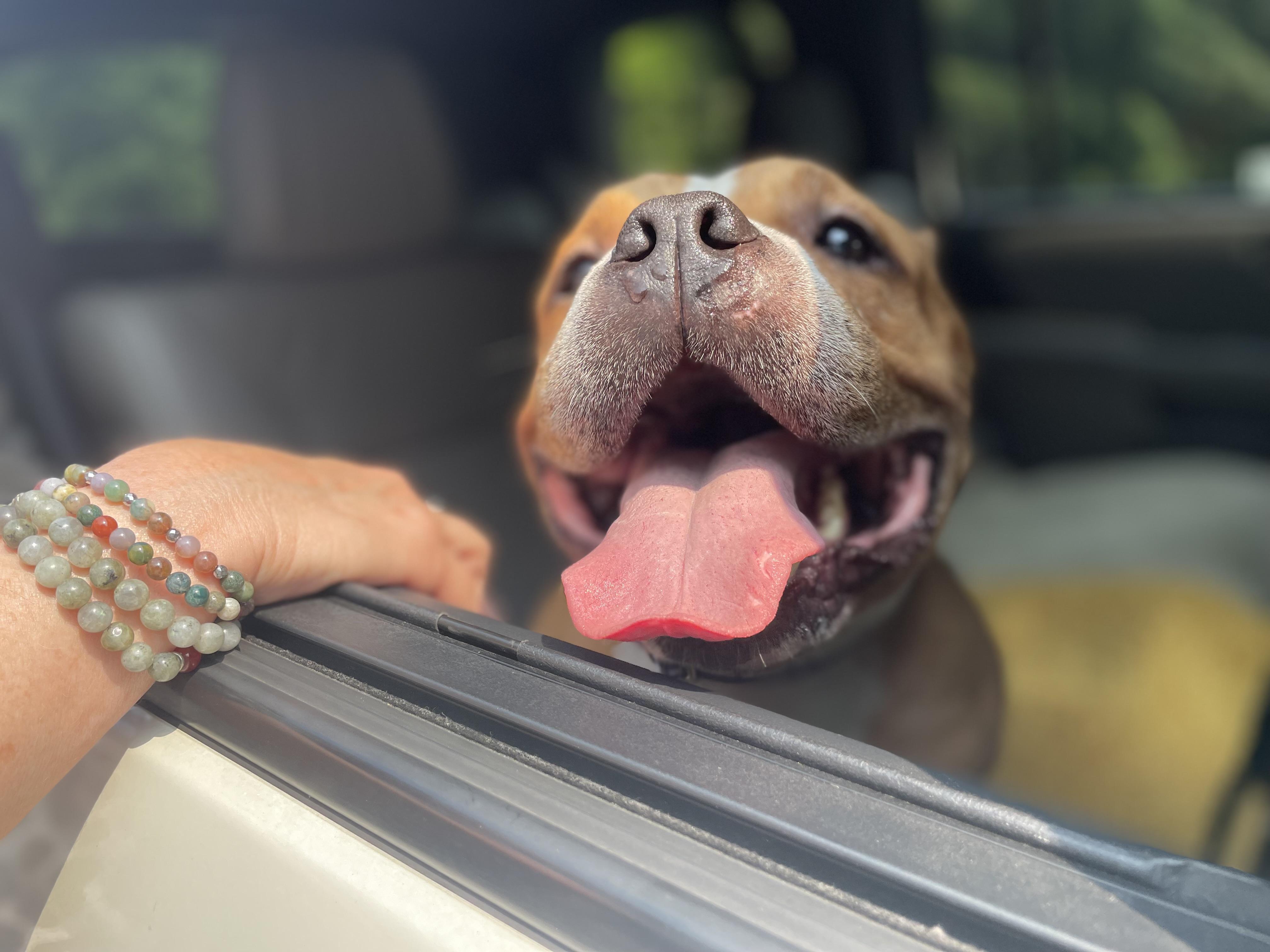 Enlarge Butterball, a ADOPTABLE American Bully in Mechanicsburg, PA image 2/3