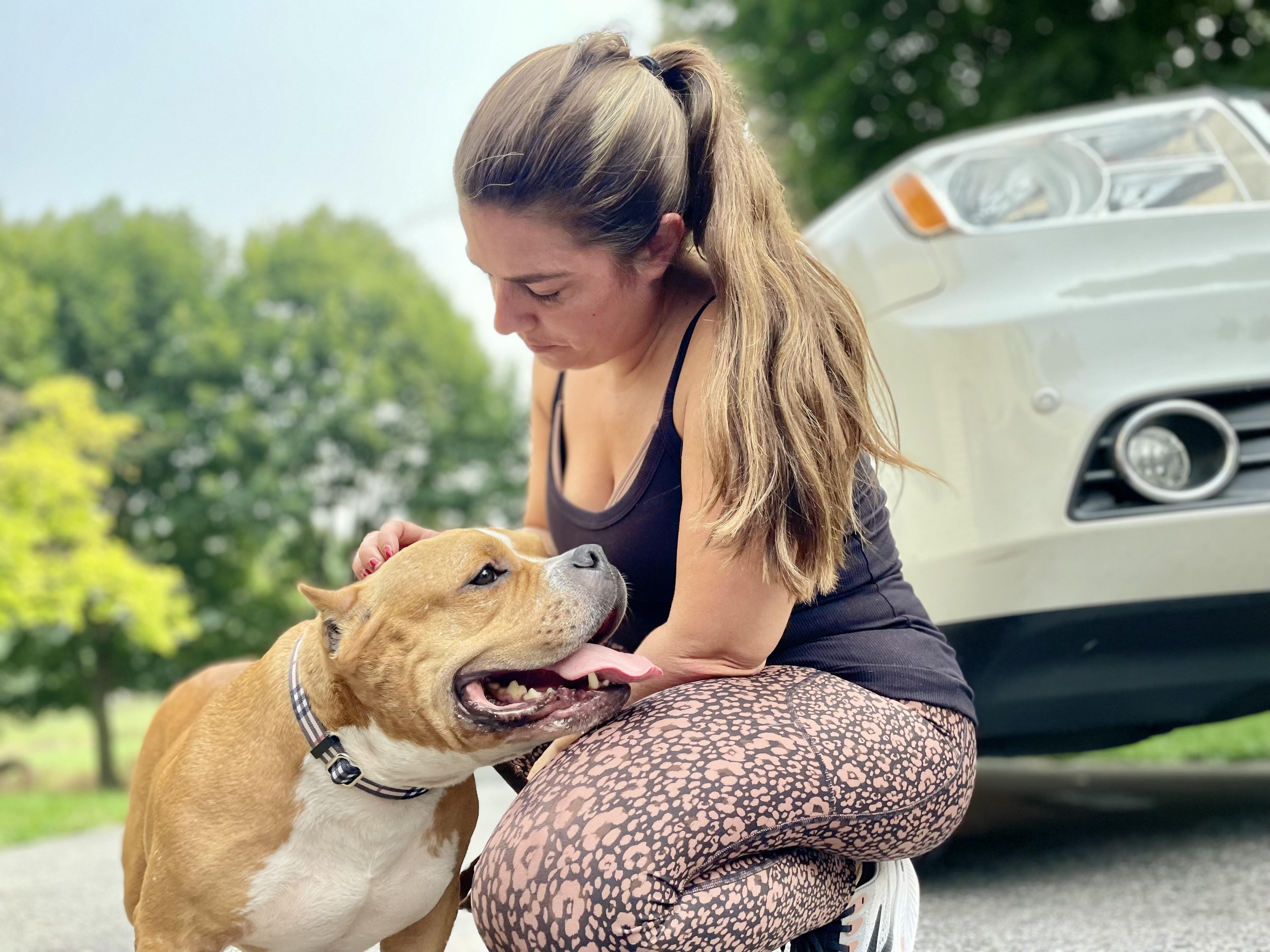 Enlarge Butterball, a ADOPTABLE American Bully in Mechanicsburg, PA image 3/3