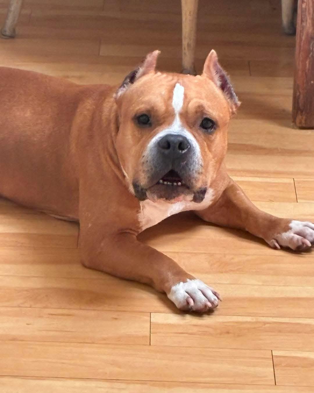 Butterball, ADOPTABLE, Adult Male American Bully.