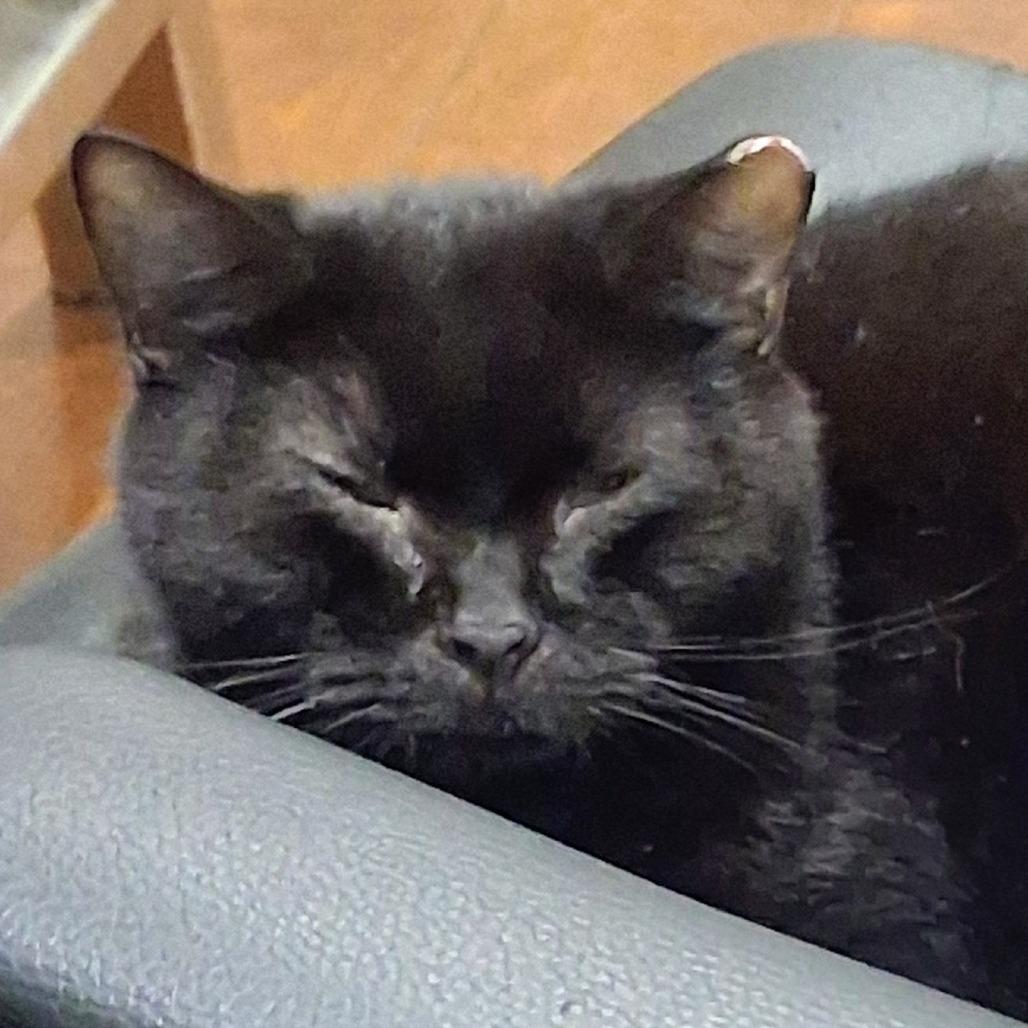 Kaia, a Adoptable Domestic Short Hair in Salt Lake City, UT image 1/6