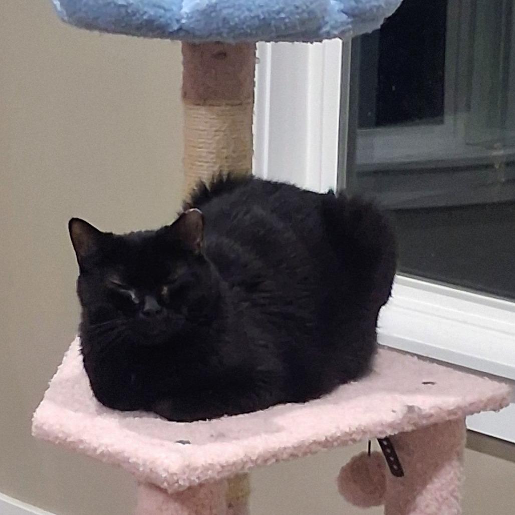 Kaia, a Adoptable Domestic Short Hair in Salt Lake City, UT image 2/6