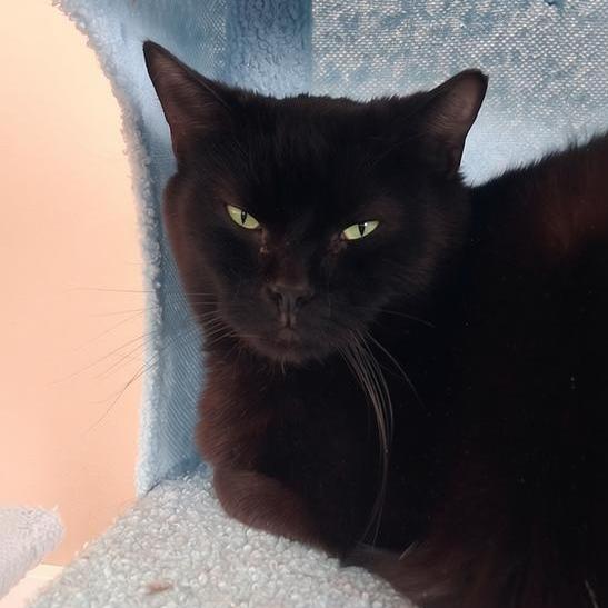 Kaia, a Adoptable Domestic Short Hair in Salt Lake City, UT image 3/6