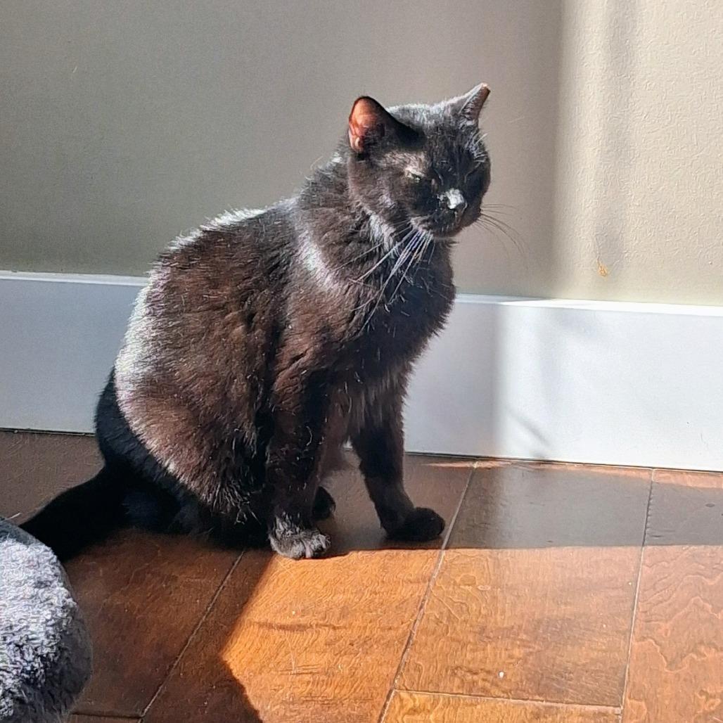 Kaia, a Adoptable Domestic Short Hair in Salt Lake City, UT image 4/6