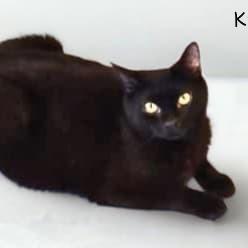 Kaia, a Adoptable Domestic Short Hair in Salt Lake City, UT image 5/6