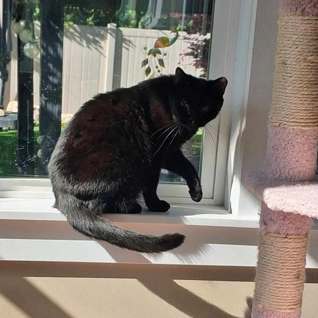 Kaia, a Adoptable Domestic Short Hair in Salt Lake City, UT image 6/6