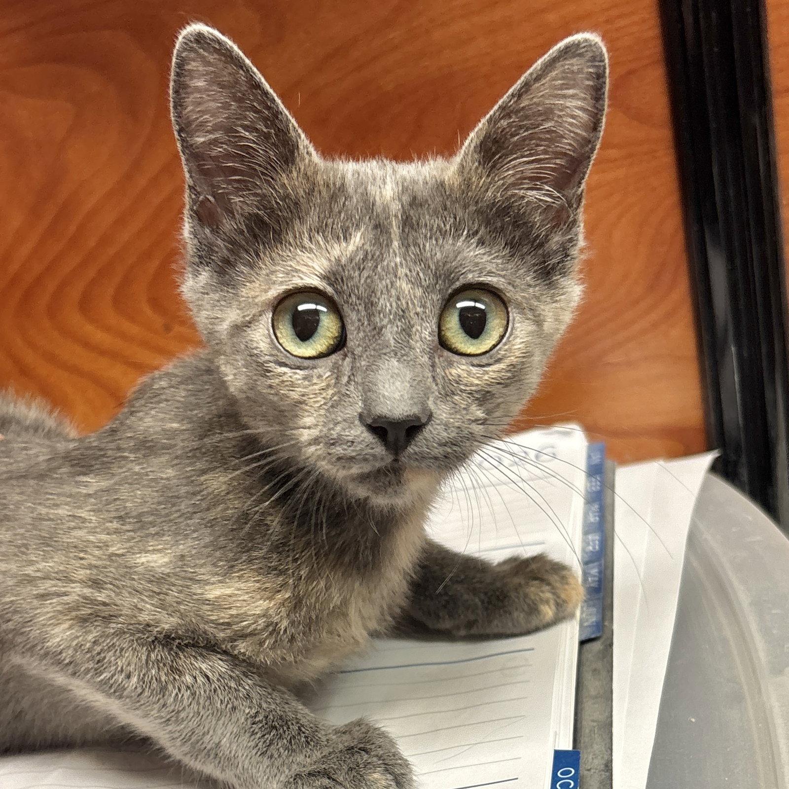 Meg, Adoptable, Kitten Female Domestic Short Hair.