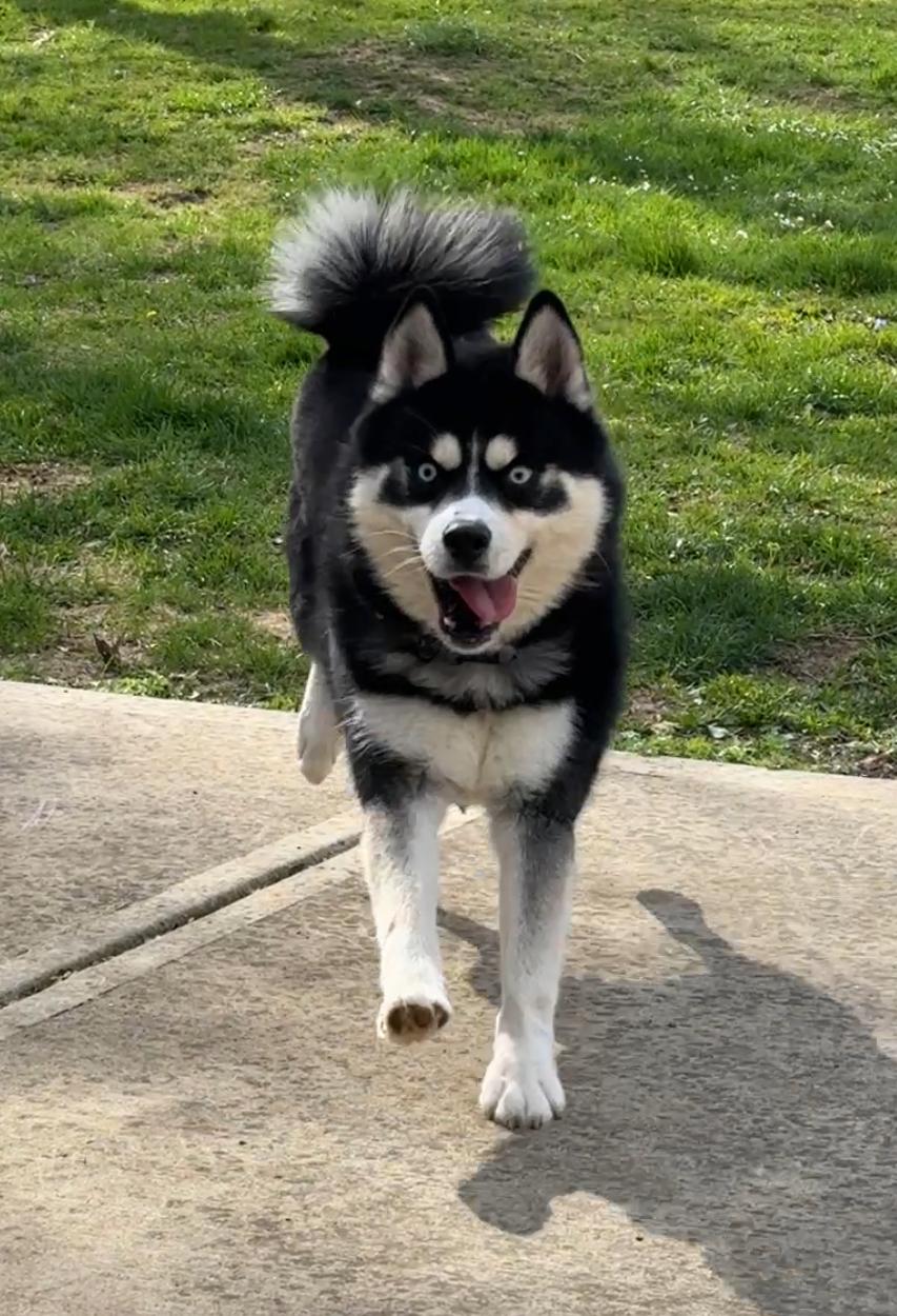 Bandit, a Adopted Klee Kai in Mooresville, IN image 1/3