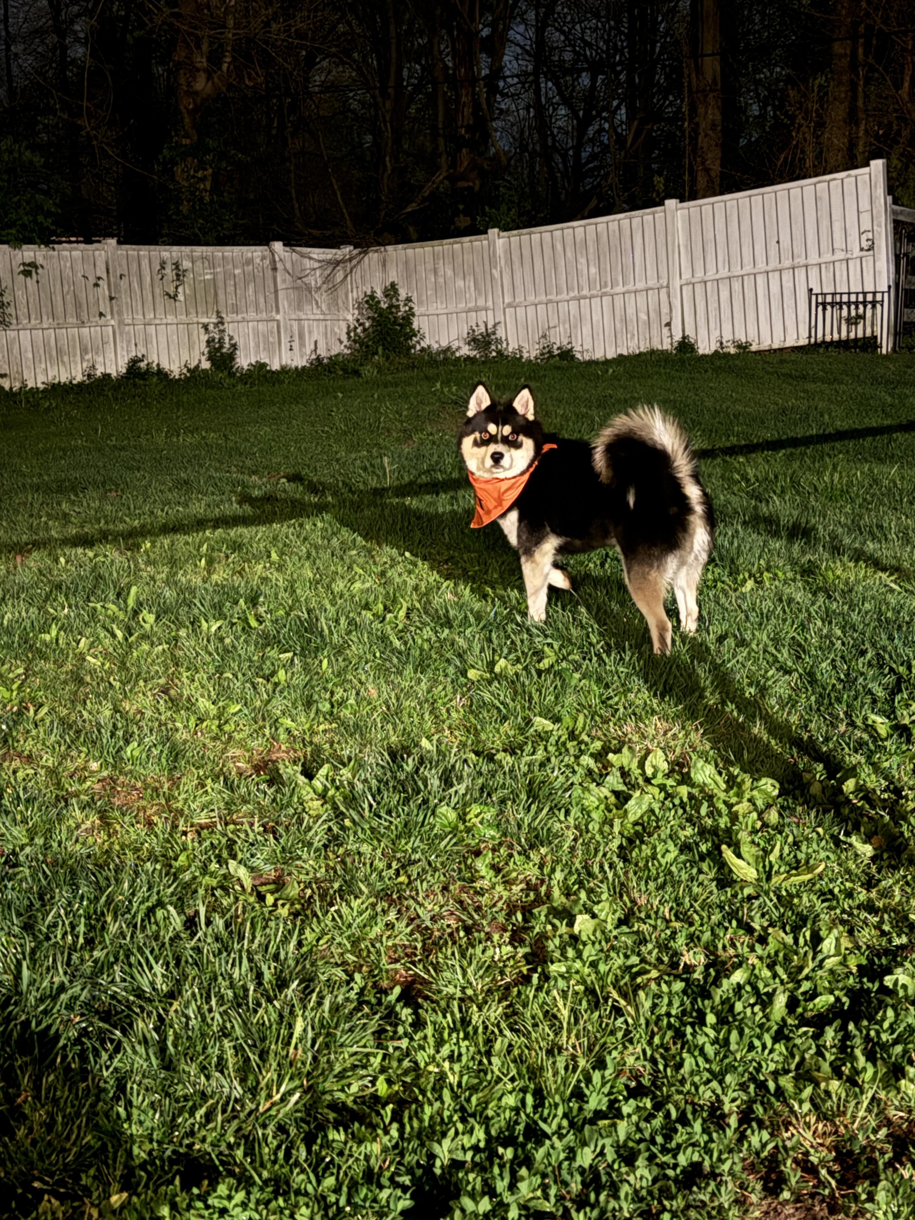 Bandit, a Adopted Klee Kai in Mooresville, IN image 2/3
