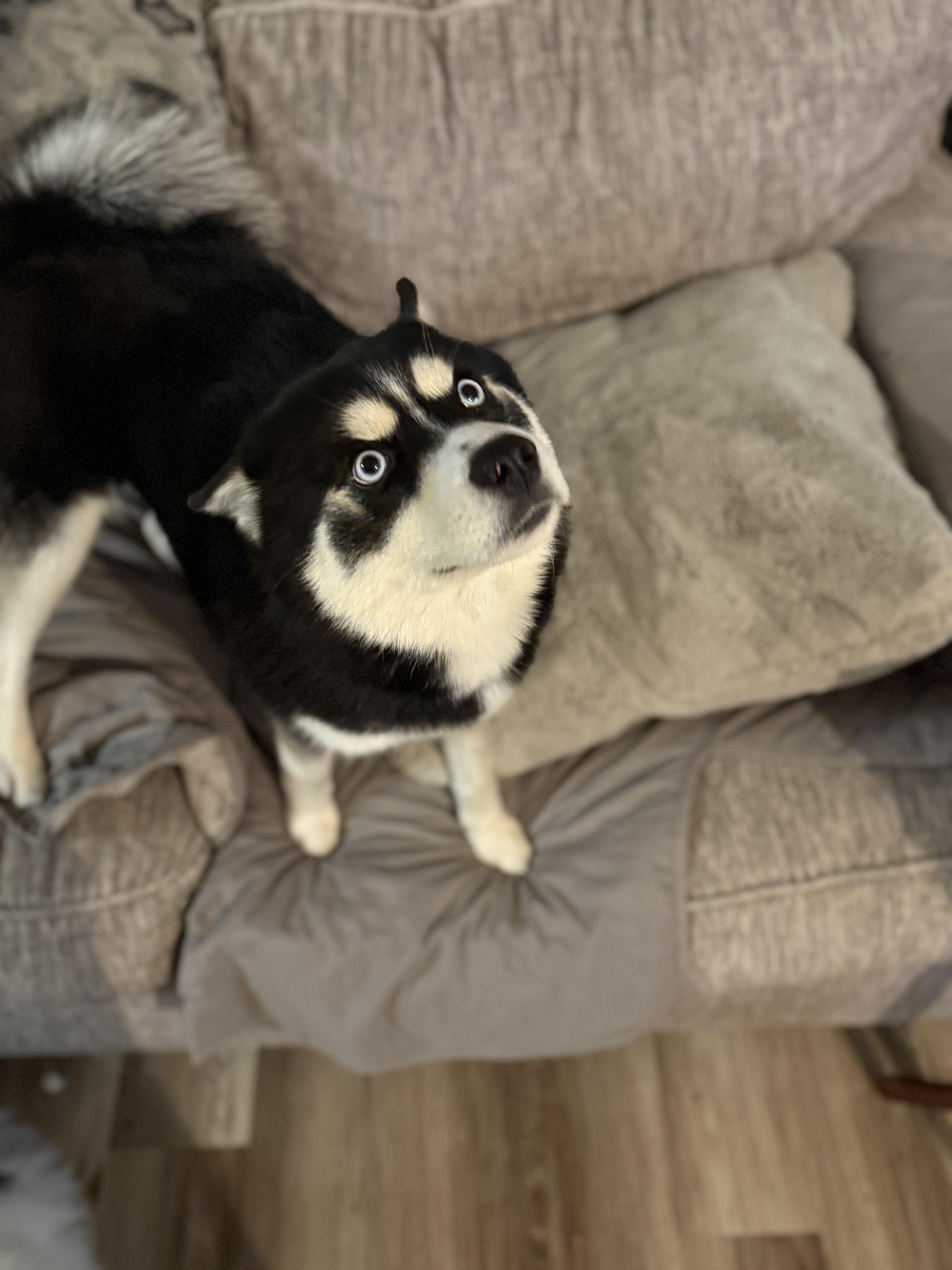 Bandit, a Adopted Klee Kai in Mooresville, IN image 3/3