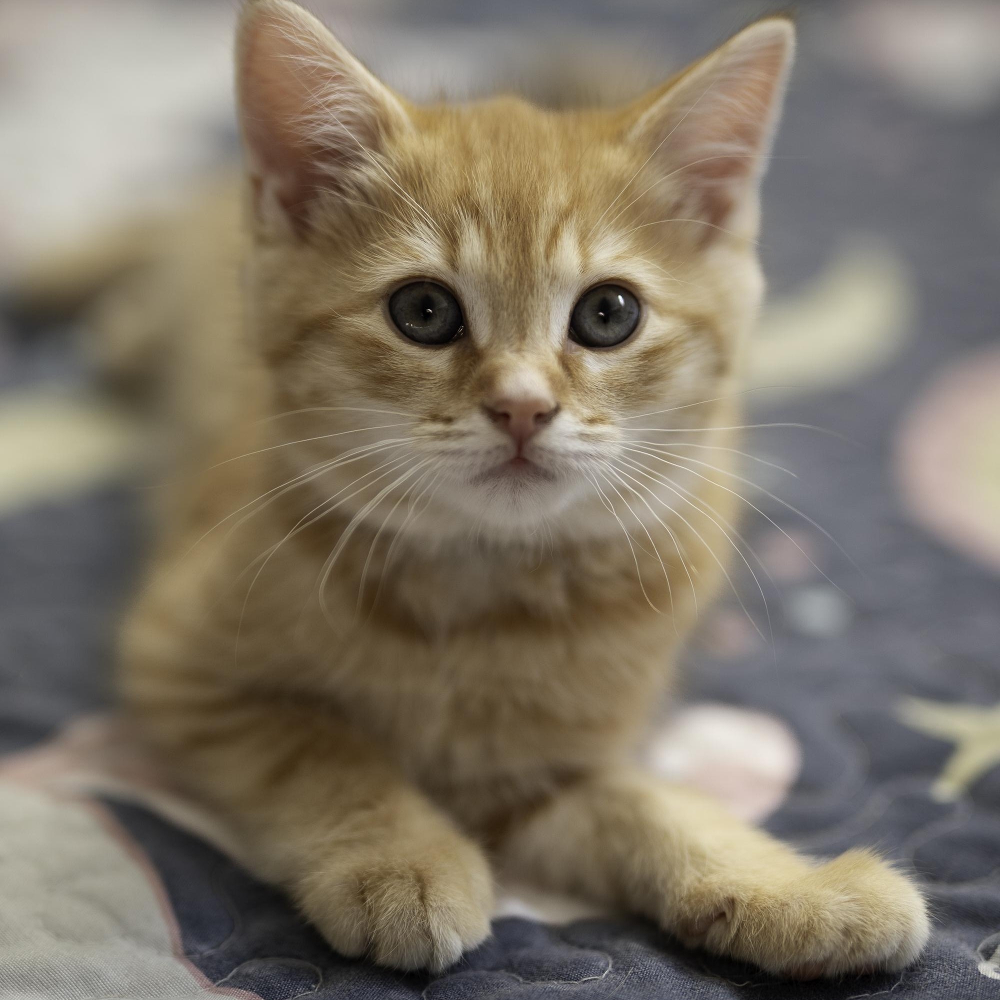 Enlarge Rocket, an adopted mixed breed in Hyattsville, MD image 3/6