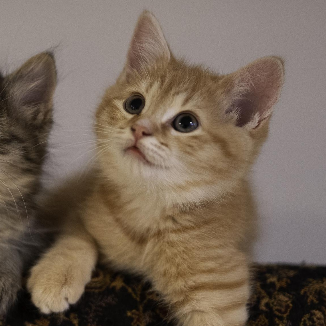 Enlarge Rocket, an adopted mixed breed in Hyattsville, MD image 4/6