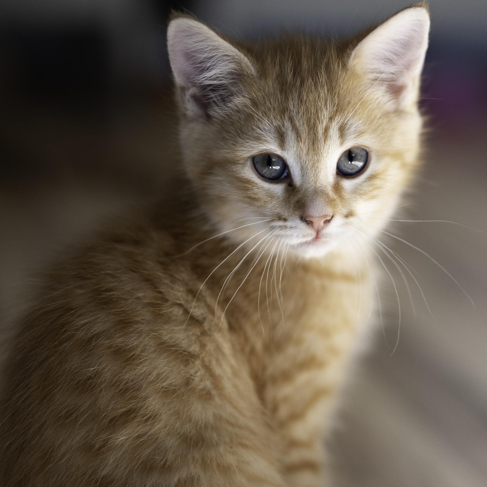 Enlarge Rocket, an adopted mixed breed in Hyattsville, MD image 1/6