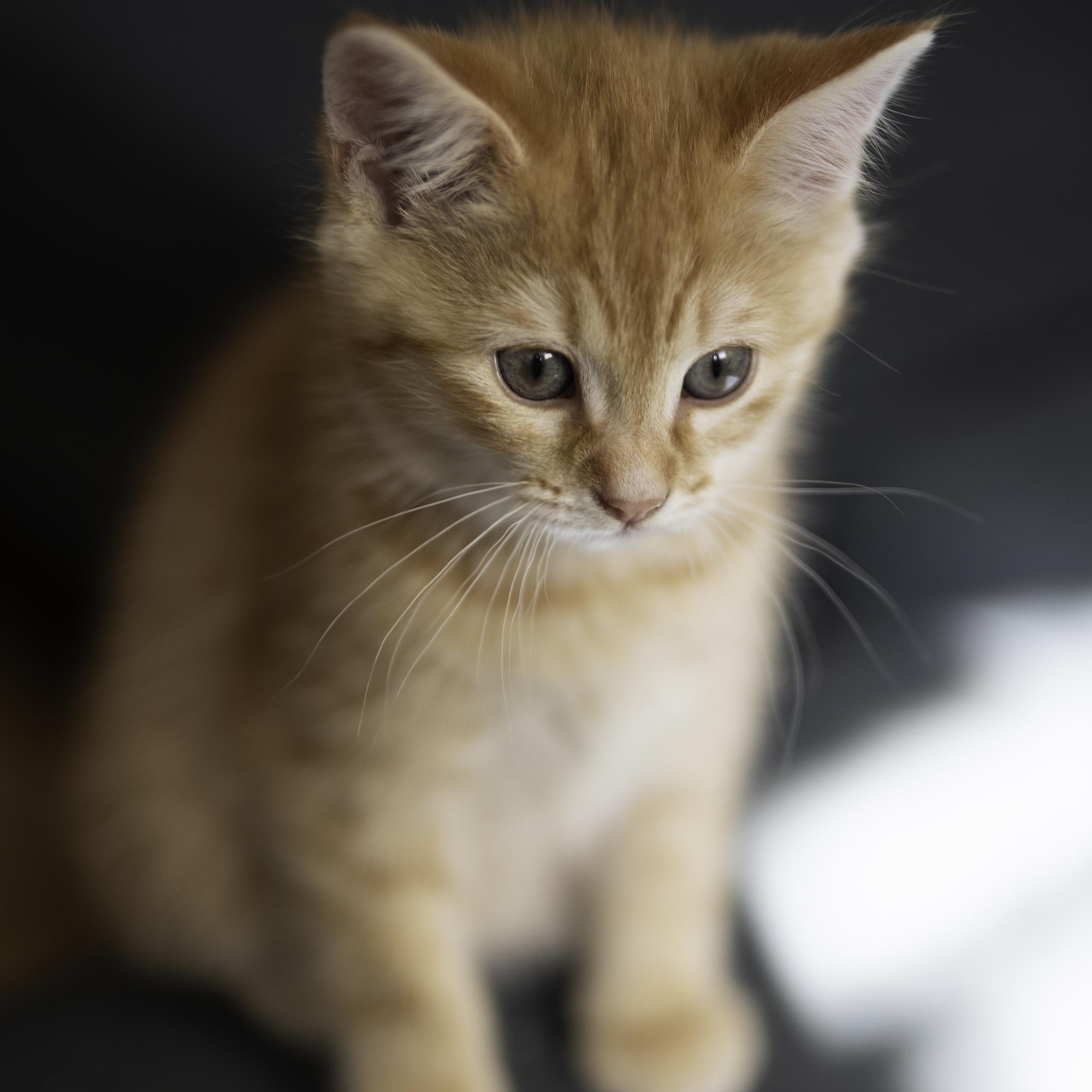 Enlarge Rocket, an adopted mixed breed in Hyattsville, MD image 6/6