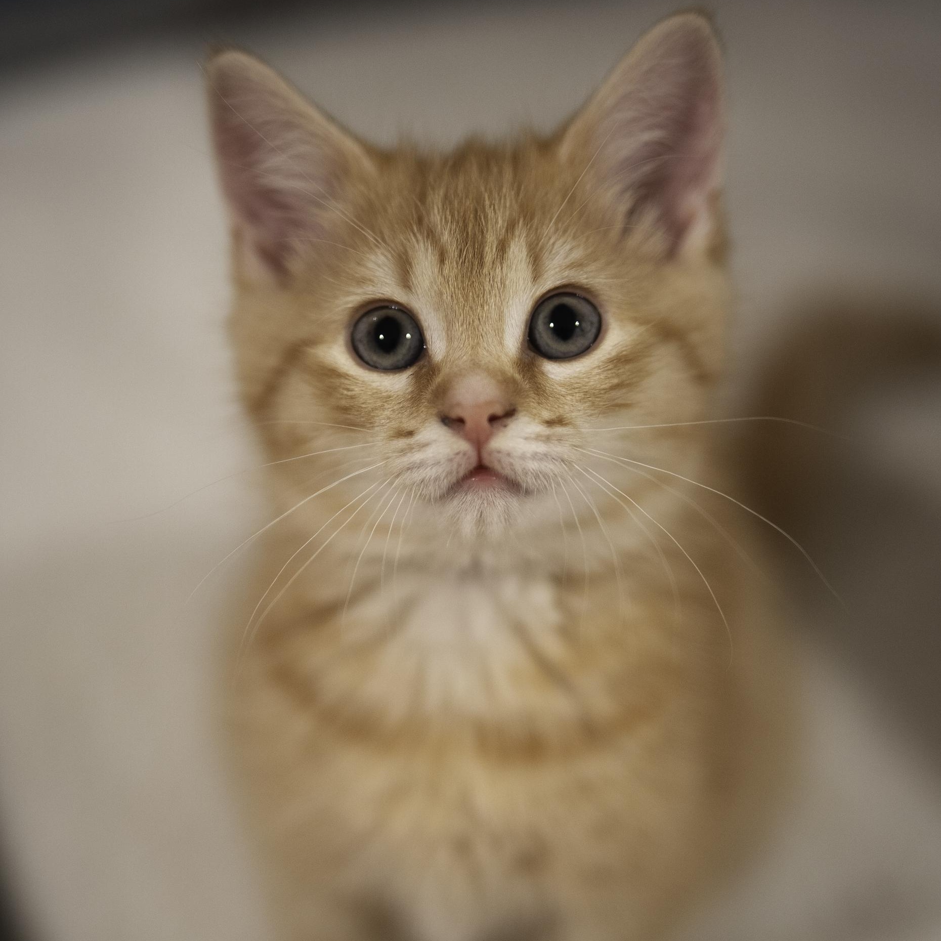 Enlarge Rocket, an adopted mixed breed in Hyattsville, MD image 5/6