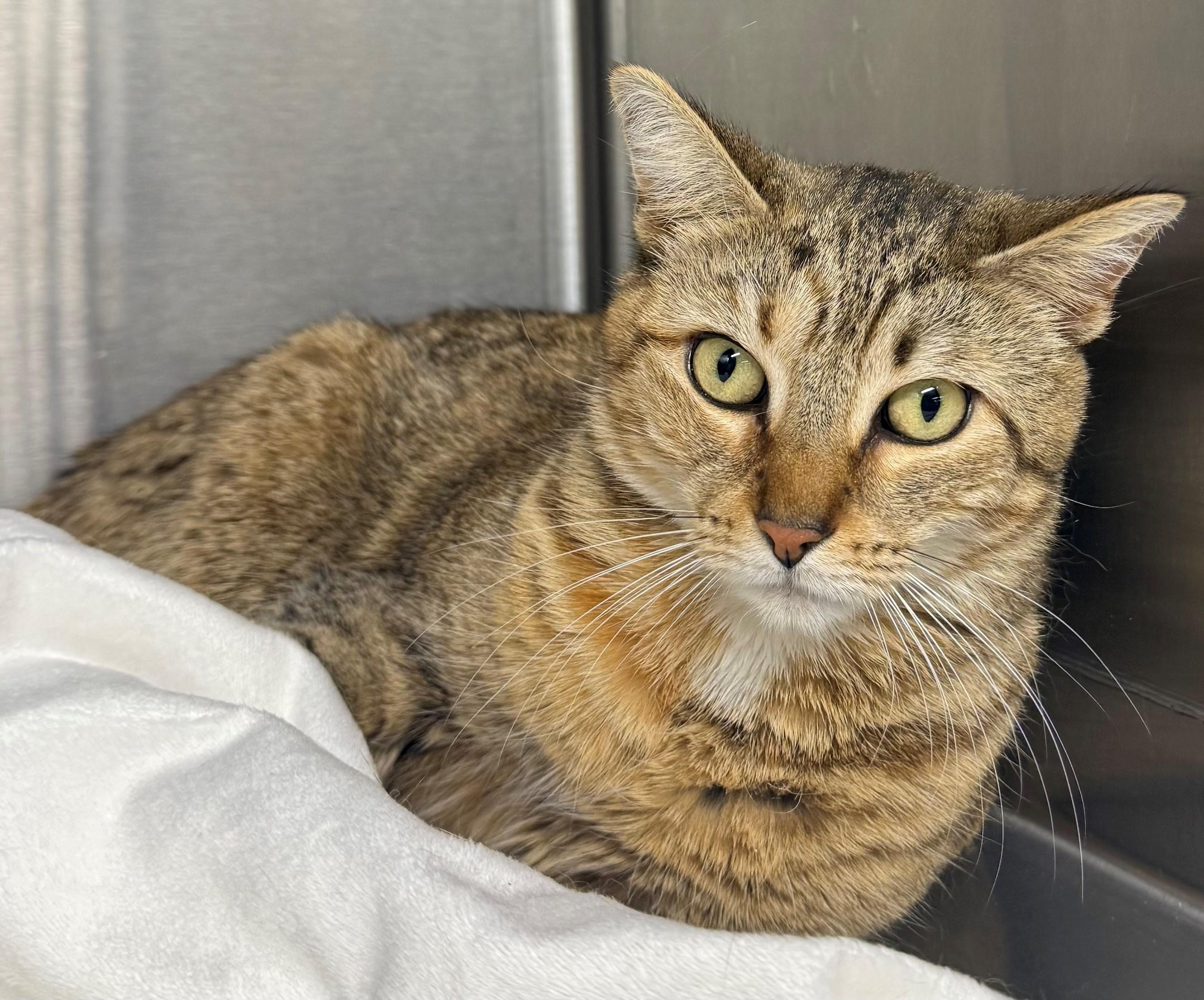 Sibel, ADOPTABLE, Adult Female Domestic Short Hair.