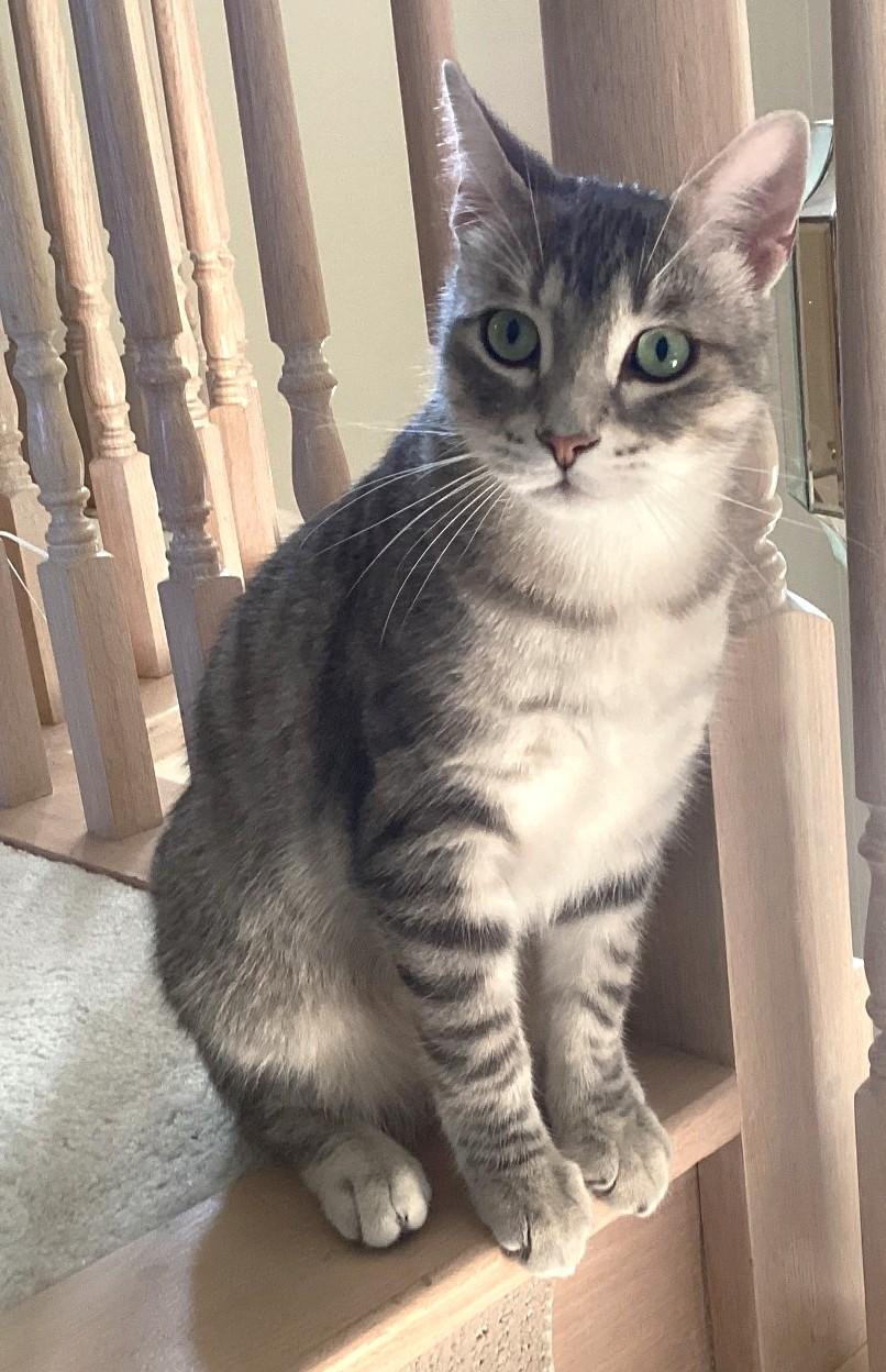 Enlarge Jasper, a Adopted Tabby in Stoney Creek, ON image 6/6