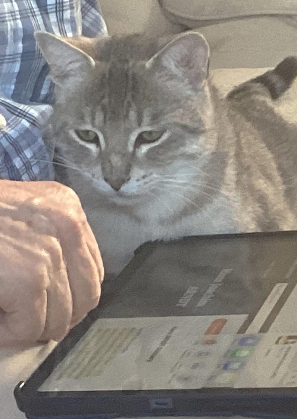 Enlarge Jasper, a Adopted Tabby in Stoney Creek, ON image 4/6