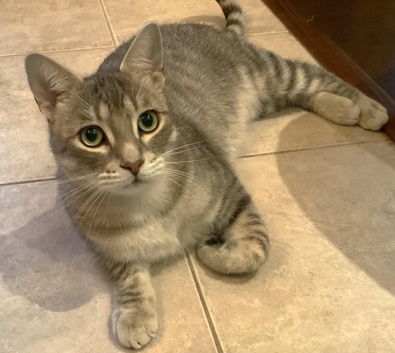 Enlarge Jasper, a Adopted Tabby in Stoney Creek, ON image 2/6