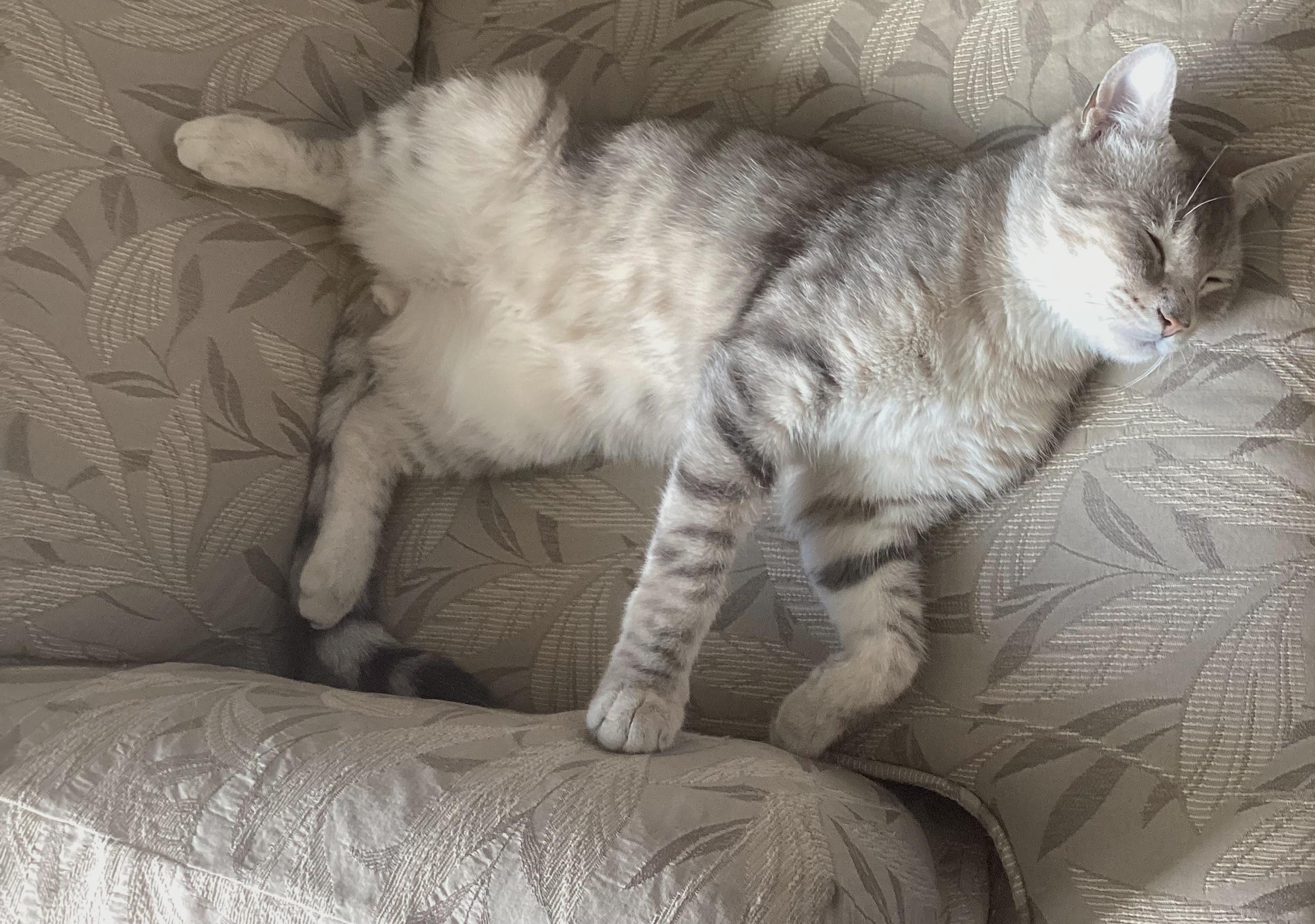 Enlarge Jasper, a Adopted Tabby in Stoney Creek, ON image 5/6